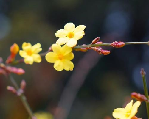 迎春花的特点及栽培技巧（传统文化中的花卉之王，如何栽种和养护迎春花？）