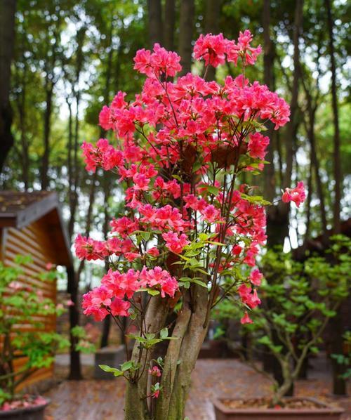 如何成功栽种映山红（种植技巧与注意事项）