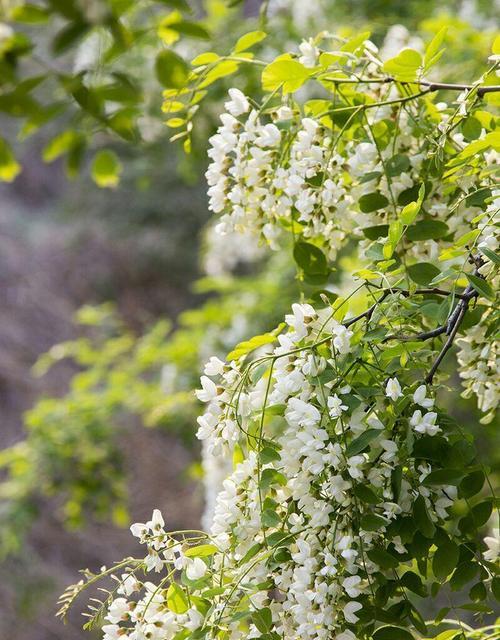 槐花开花时间解析（揭秘槐花开花规律，享受美丽时光）