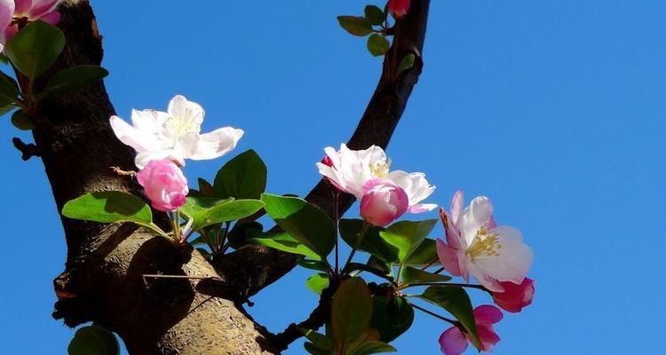 四季海棠花的养殖方法（打造美丽庭院的秘诀）
