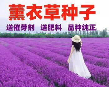 如何成功种植薰衣草？（步步为营，打造别样浪漫花园）