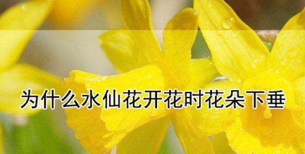 水仙花为什么会下垂？（探寻水仙花下垂的原因和解决方法）