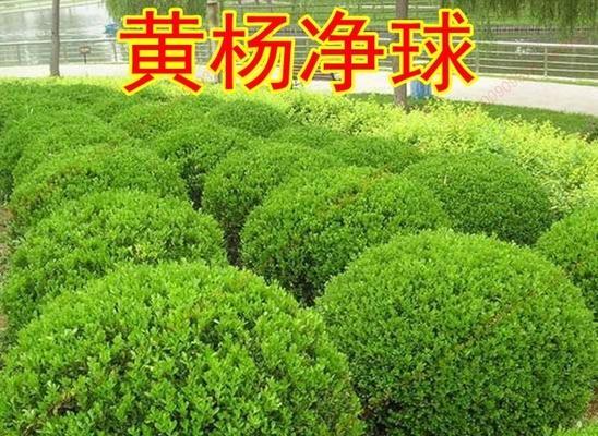 大叶黄杨球——一种被广泛栽培的乔灌木植物（了解大叶黄杨球的生长环境、特征和用途）