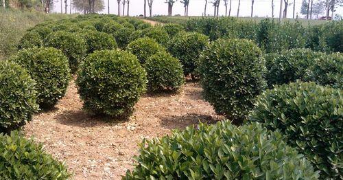 大叶黄杨球——一种被广泛栽培的乔灌木植物（了解大叶黄杨球的生长环境、特征和用途）