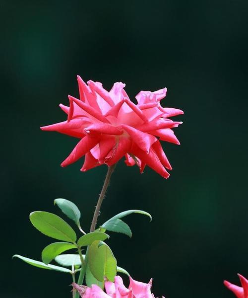 探究月季花开花期的多样性（一年开几次花？花期长短有何不同？）