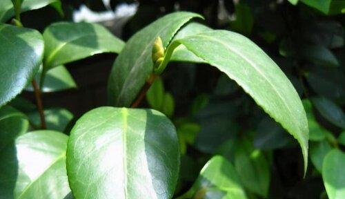 茶花掉叶原因及解决方法（掌握这些技巧，让你的茶花不再掉叶）