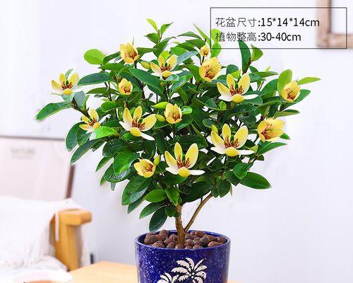 四季含笑花的养殖技巧（轻松学习，让你的花园四季花开）