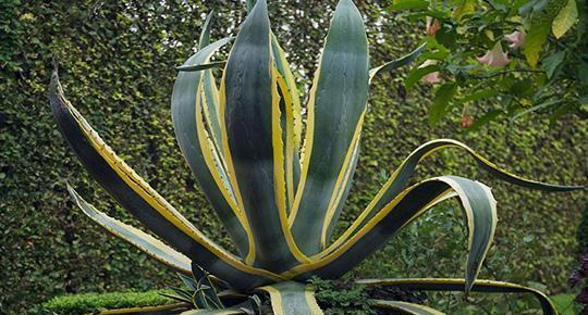 草本植物养殖技巧（打造家庭草本园，种出健康幸福生活）