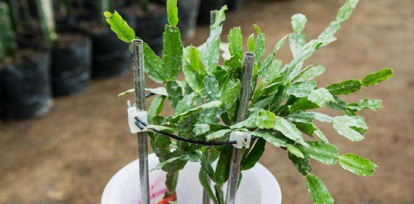 蟹爪兰的栽培方法（从选择品种到日常养护，助你打造健康美丽的蟹爪兰）