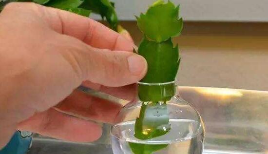 蟹爪兰的栽培方法（从选择品种到日常养护，助你打造健康美丽的蟹爪兰）