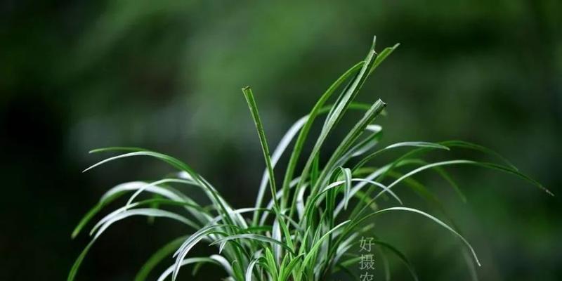 秋季兰花换盆攻略（科学换盆，健康兰花）