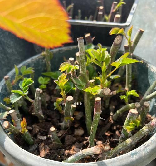 如何提高月季花扦插成活率（掌握技巧，让月季花轻松成活）
