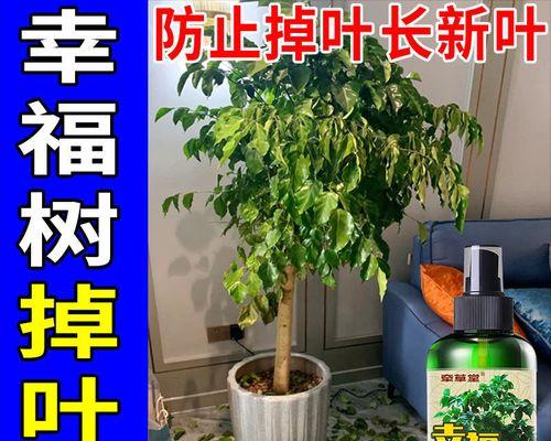 幸福树的肥料选择指南（打造健康、茂盛的幸福树，必看肥料推荐）