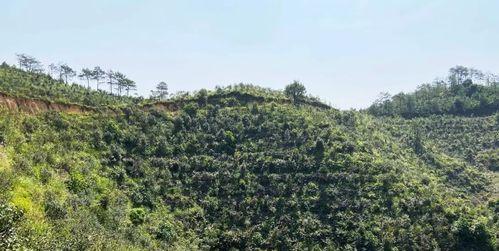 油茶种植全攻略（掌握油茶种植技巧，打造高产优质油茶园）