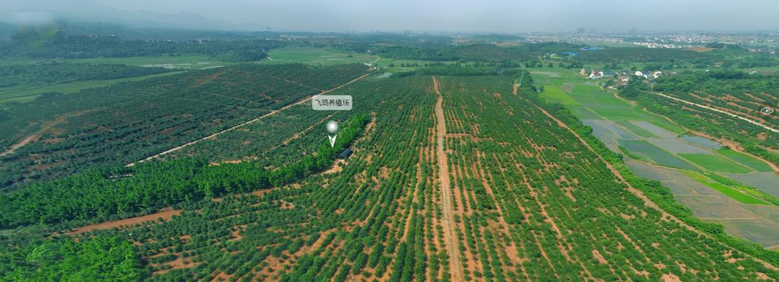 油茶种植全攻略（掌握油茶种植技巧，打造高产优质油茶园）