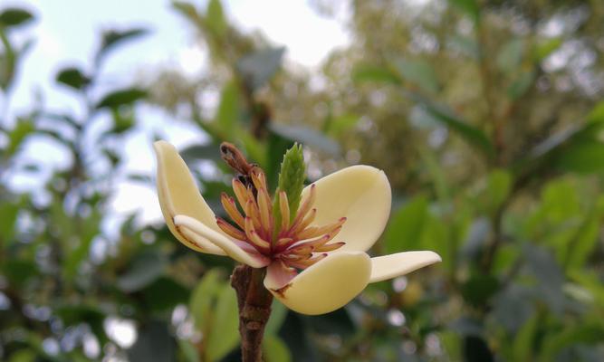 含笑花的养殖方法（打造美丽庭院，让含笑花绽放生命之美）