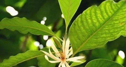 含笑花的养殖方法（打造美丽庭院，让含笑花绽放生命之美）