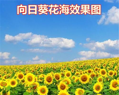 太阳花种子的种植技巧（打造自己的太阳花花园，从这里开始）