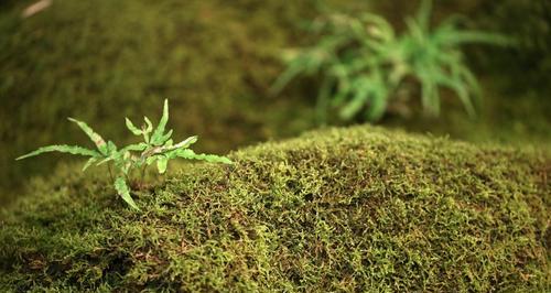 苔藓植物的生长问题（如何提高苔藓植物的生长率）
