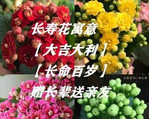 长寿花（探秘长寿花的养殖方法及其美丽特点）