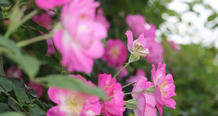 蔷薇花种植指南（时间、方法、技巧，让你种植美丽的蔷薇花）