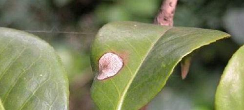 养殖茶花，常见虫害及防治方法（茶花栽培需要注意哪些虫害？如何预防和治疗？）