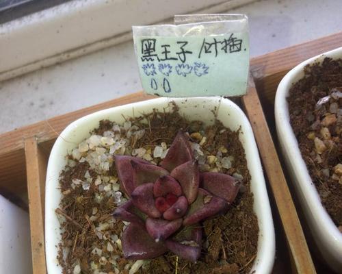 黑王子黑腐的应对措施（预防黑王子黑腐，遏制危害）