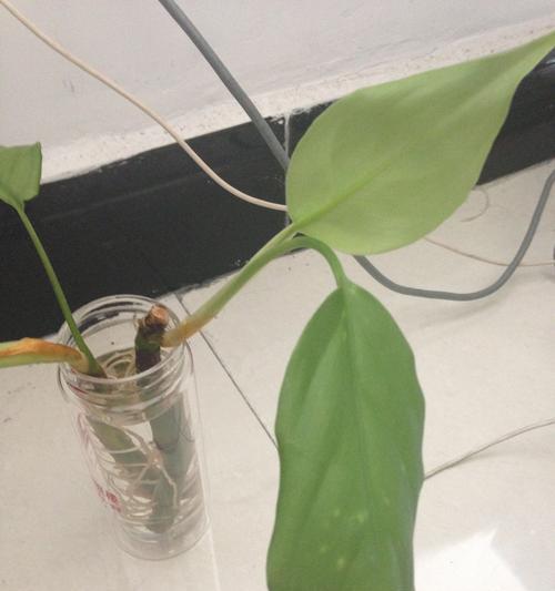 茎的奥秘——植物生长的关键部位（探秘植物的茎，解析其生长发育过程与机理）