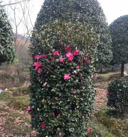 茶梅球开花时间的探讨（揭秘茶梅球的开花时间，让您更懂茶梅球）