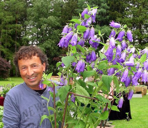 紫斑风铃草开花时间及花语（了解紫斑风铃草的开花时间与花语，与它建立更深的联系）