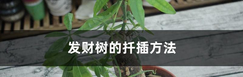 发财树栽培方法详解（从选购到养护，轻松打造美丽富贵的家居植物）