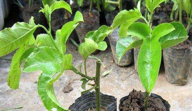 西蕃莲的种植与养护技巧（打造花园里的浪漫气息，从西蕃莲开始）