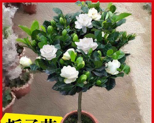 栀子花的家庭养护法（简单易学，让栀子花在家中绽放光彩）