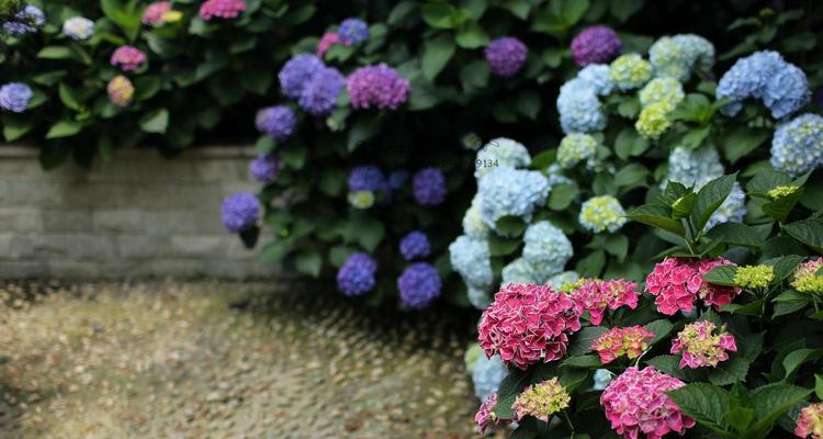 如何种植绣球花（细节决定成败，让绣球花盛开）