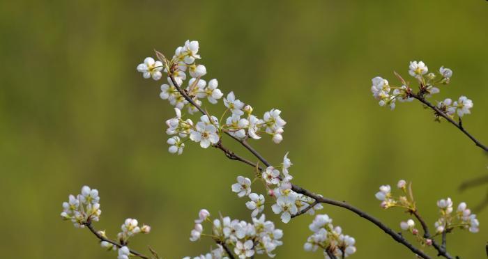 梨花花期之长短揭秘（梨花开放时间及变异原因）