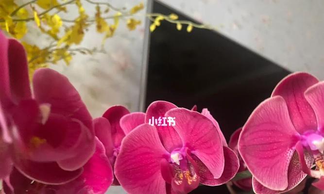 蝴蝶兰大花和小花的比较（哪个更好？——从外观、香气、生长条件等方面分析）