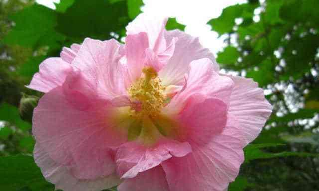 芙蓉花的上盆方法详解（新手也能轻松操作，让你的芙蓉花茁壮成长）