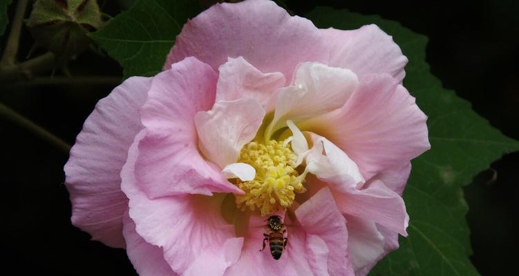 芙蓉花的上盆方法详解（新手也能轻松操作，让你的芙蓉花茁壮成长）