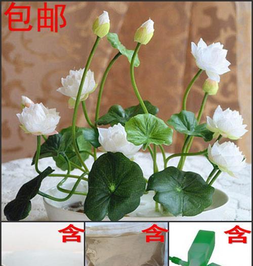 水培睡莲根块的种植方法（营养丰富、容易养殖、环保养护）