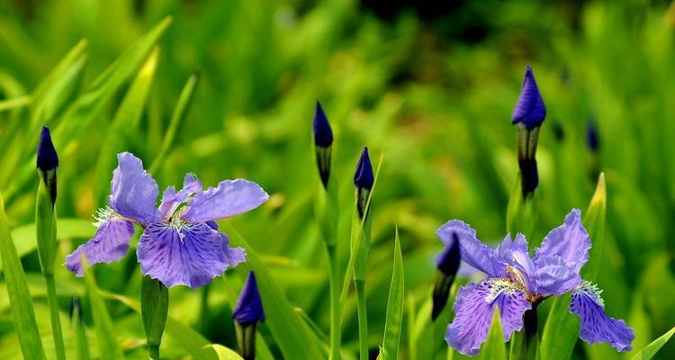 春天的花朵（探寻春天中最美的花海）