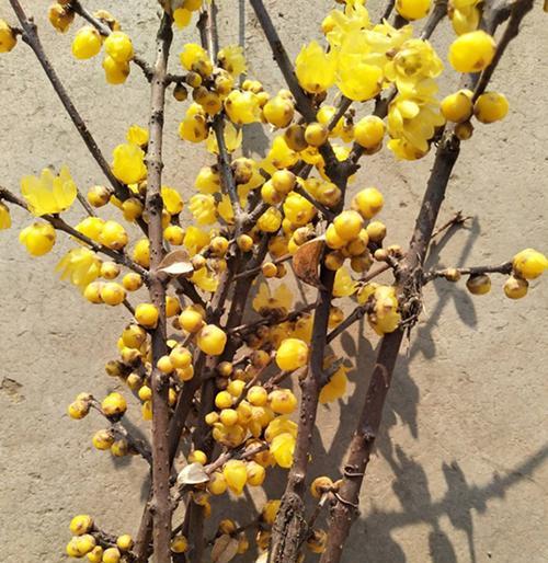 素心腊梅——好养又好看的花卉（打造家庭小清新，只需一盆素心腊梅）