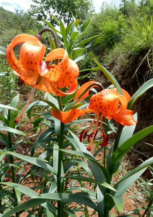 百合种植技术与栽培管理（打造高品质的百合花卉园区）