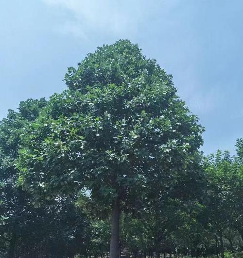 探秘乔木之美（从种植到养护，这些乔木类植物你知道多少？）