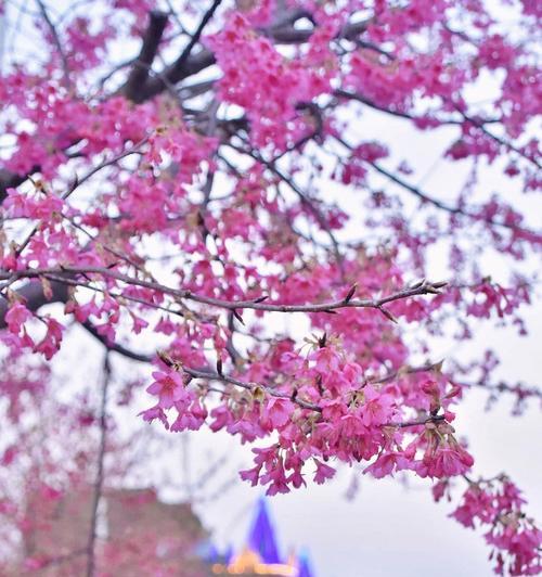 盛开的中国樱花（探究中国樱花盛开的时间与魅力）