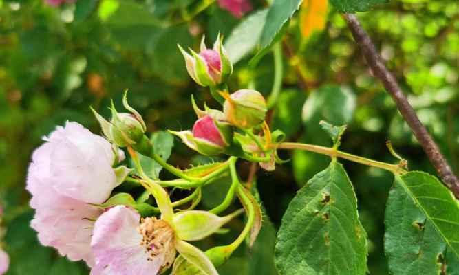 蔷薇花病虫害的防治方法（打造健康美丽的花园）