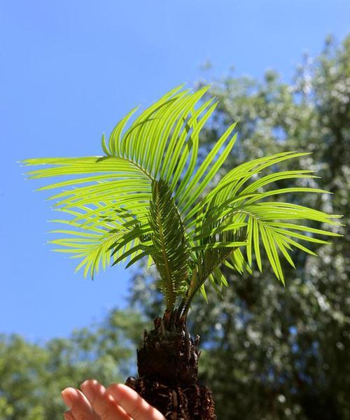 如何适当切除铁树花序？（掌握铁树修剪技巧，让花开更美）