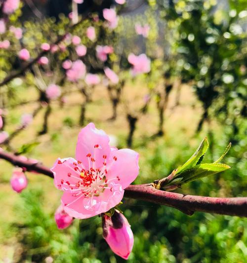 探秘桃花花蕊的形态与特点（以花蕊为媒，揭开桃花的神秘面纱）