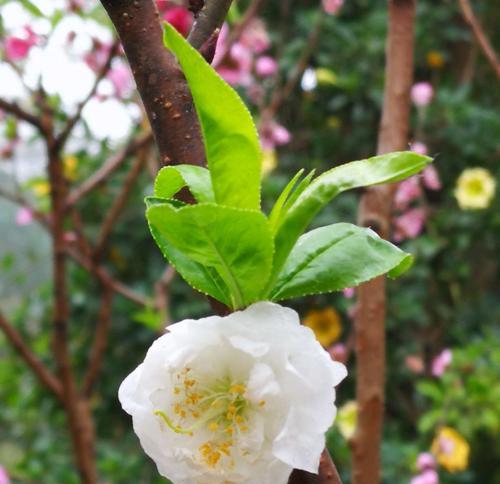 探秘桃花花蕊的形态与特点（以花蕊为媒，揭开桃花的神秘面纱）