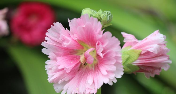 锦葵科——繁花似锦，奇妙多姿（探寻锦葵科植物的多彩世界）