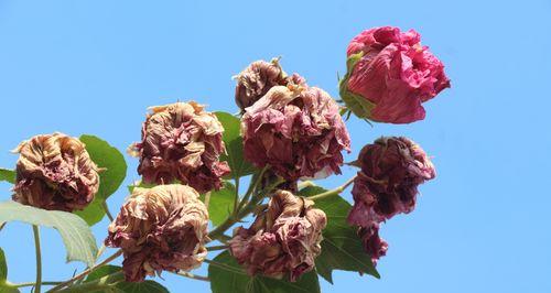 锦葵科——繁花似锦，奇妙多姿（探寻锦葵科植物的多彩世界）